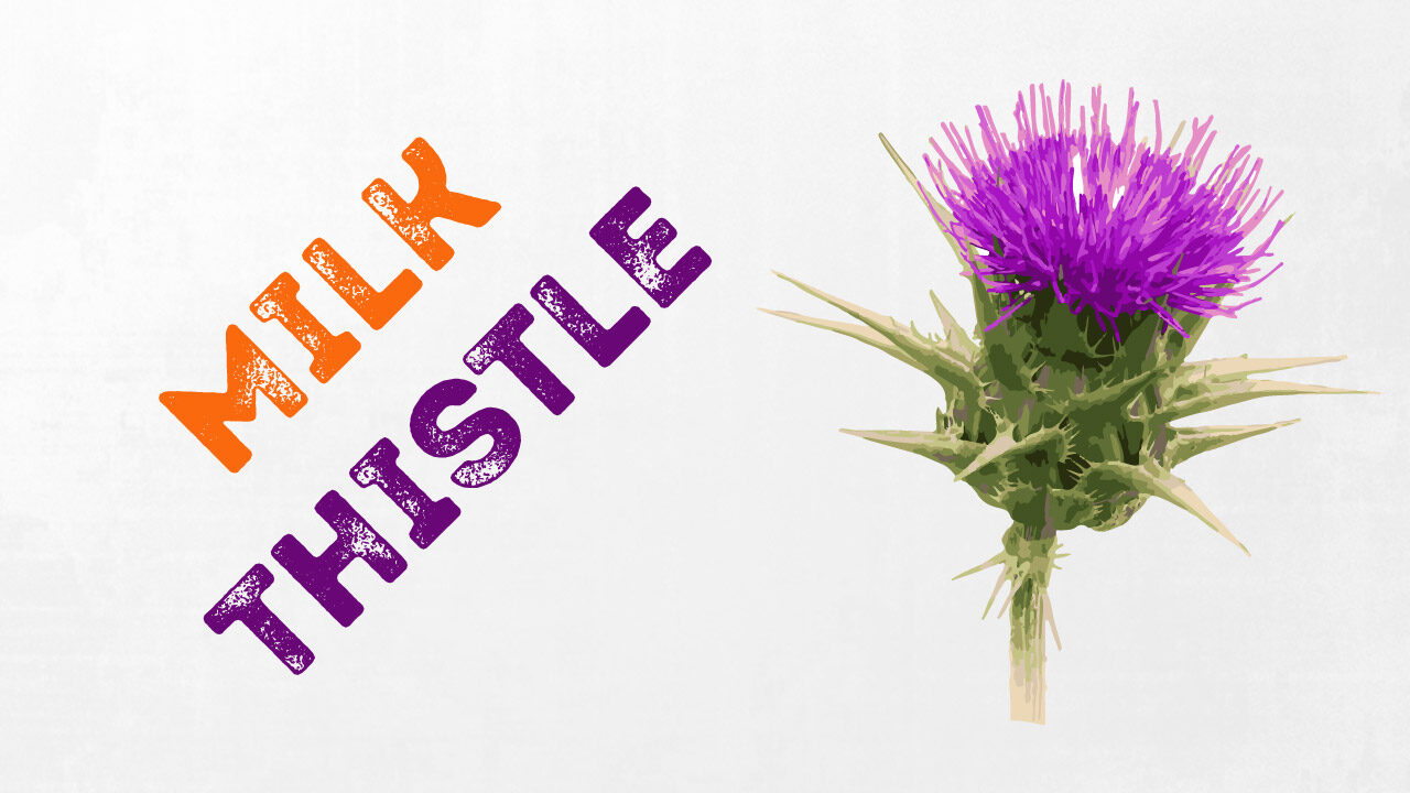 Milk Thistle during a cycle : avoid it for better gains !