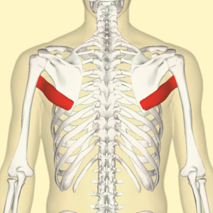 teres major dumbbell exercises done